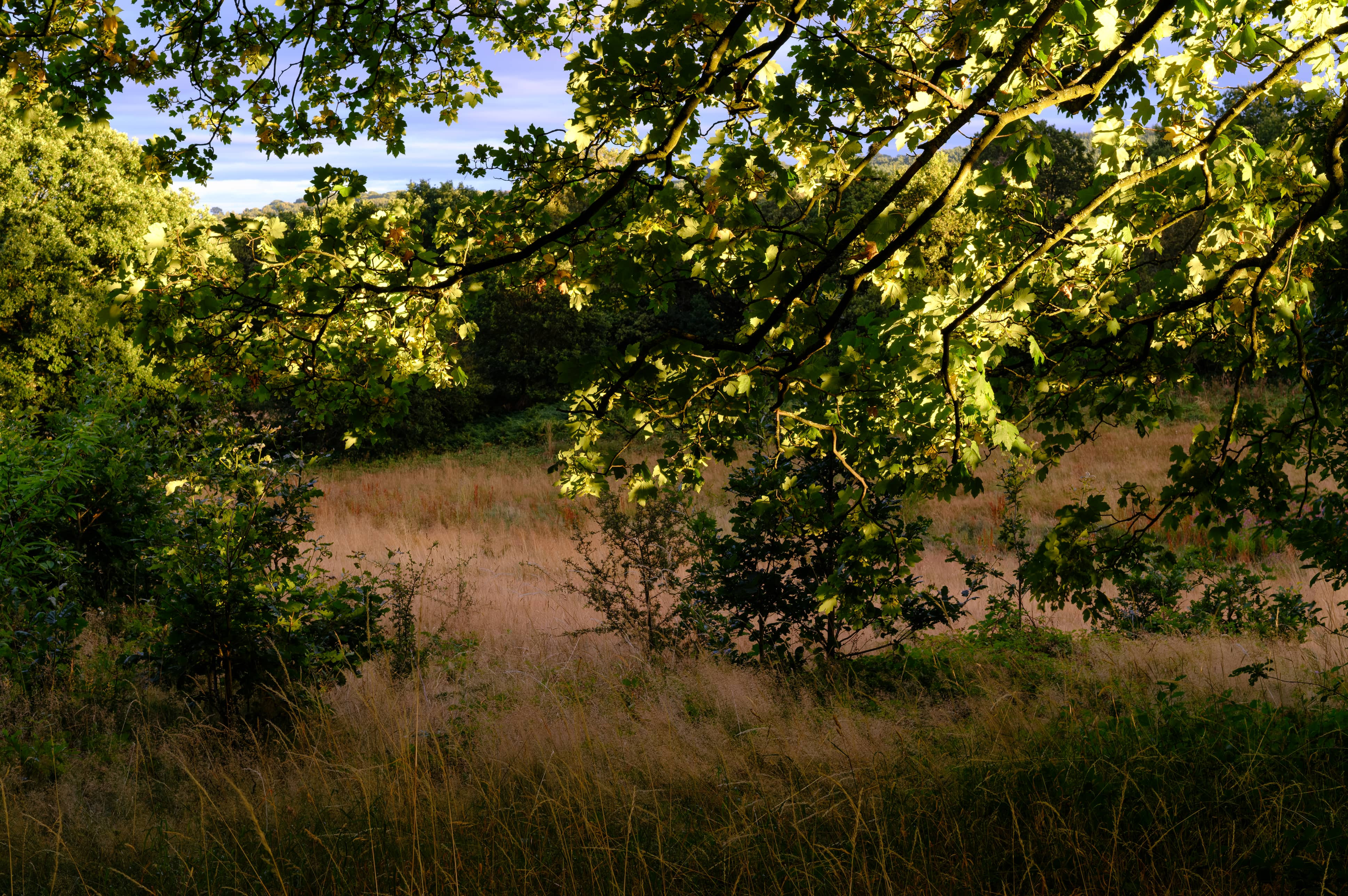 Dappled sunlight through the trees in the surrounding woodland